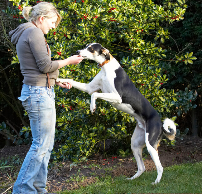 Blonde, Cookie, Dog, Dogs, Hand, Kate, Leap, Leaping, Lurcher, Murphy, Paw, Play, Playing, Playtime, Shake, Shaking, Smile, Smiling, Woman