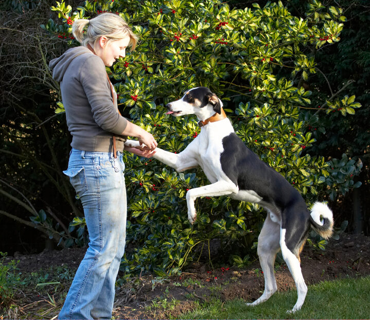 Blonde, Dog, Dogs, Hand, Kate, Leap, Leaping, Lurcher, Murphy, Paw, Play, Playing, Playtime, Shake, Shaking, Smile, Smiling, Tongue, Woman