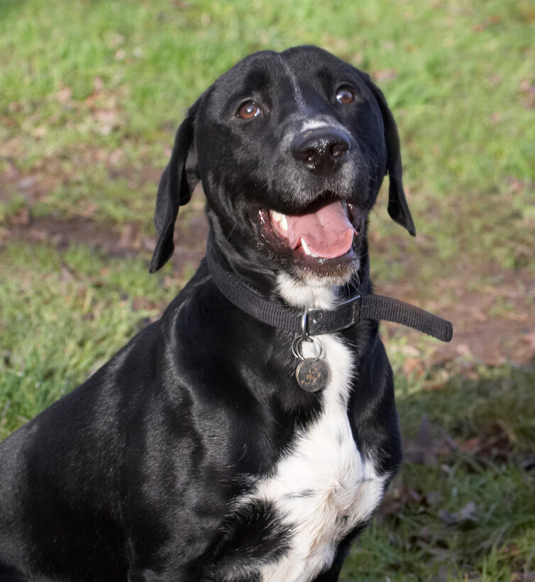 Play, Playing, Playtime, Sit, Sitting, Smile, Spaniels, Springer Spaniel, Staffordshire Bull Terrier, Terriers, Tongue