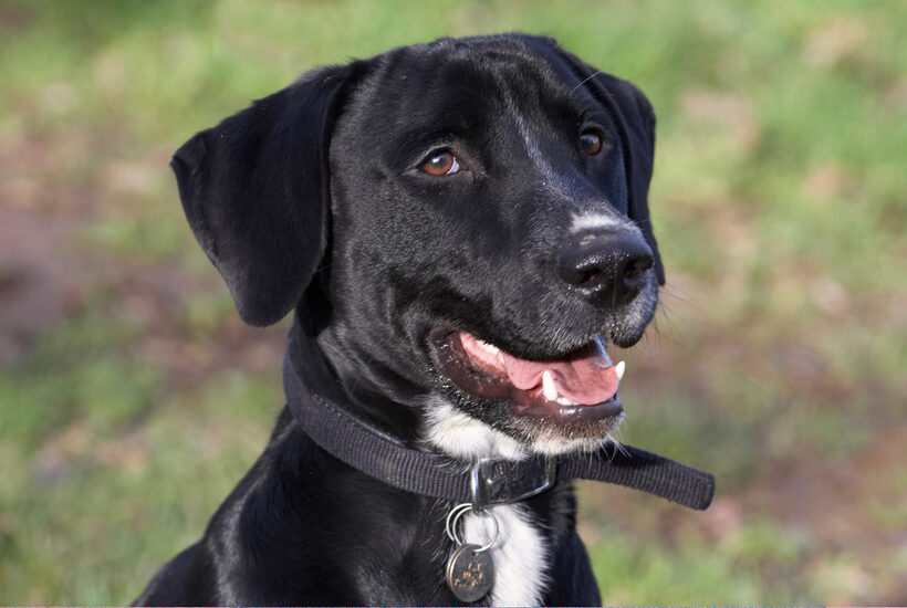 Play, Playing, Playtime, Smile, Spaniels, Springer Spaniel, Staffordshire Bull Terrier, Terriers, Tongue