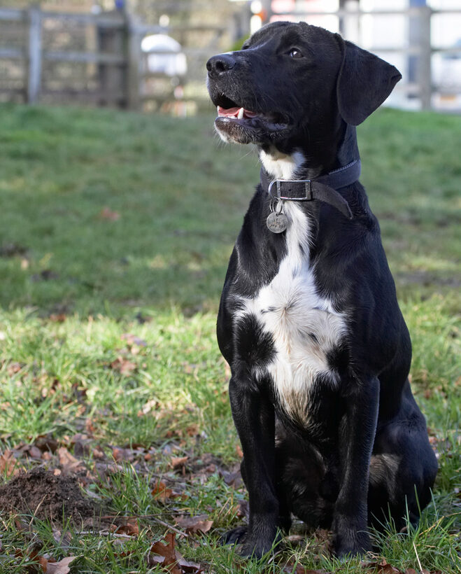 Play, Playing, Playtime, Sit, Spaniels, Springer Spaniel, Staffordshire Bull Terrier, Stting, Terriers