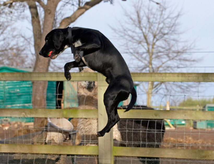 Ball, Leap, Leaping, Play, Playing, Playtime, Spaniels, Springer Spaniel, Staffordshire Bull Terrier, Terriers