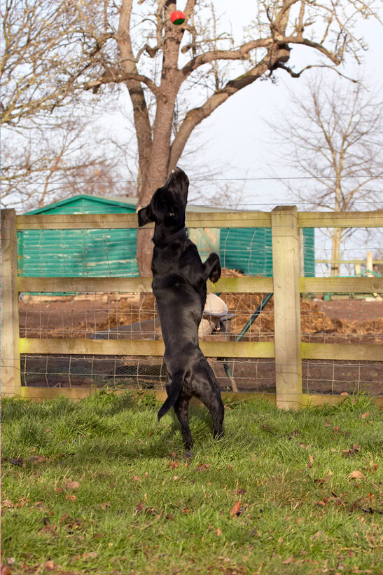 Ball, Leap, Leaping, Play, Playing, Playtime, Spaniels, Springer Spaniel, Staffordshire Bull Terrier, Terriers