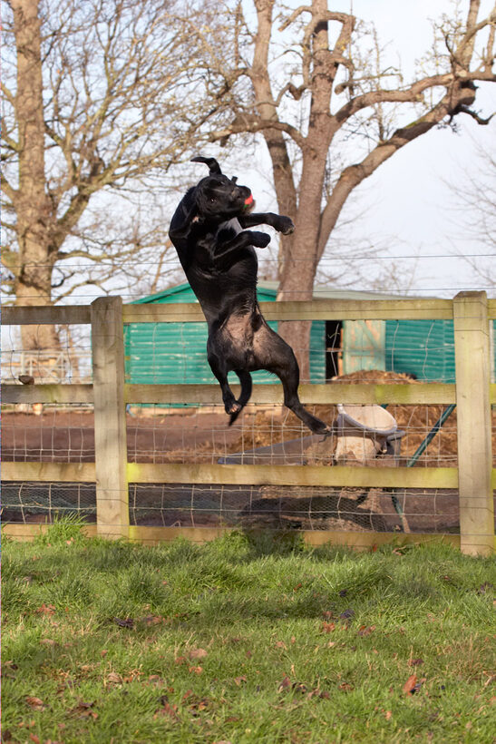Ball, Catch, Catching, Leap, Leaping, Play, Playing, Playtime, Spaniels, Springer Spaniel, Staffordshire Bull Terrier, Terriers