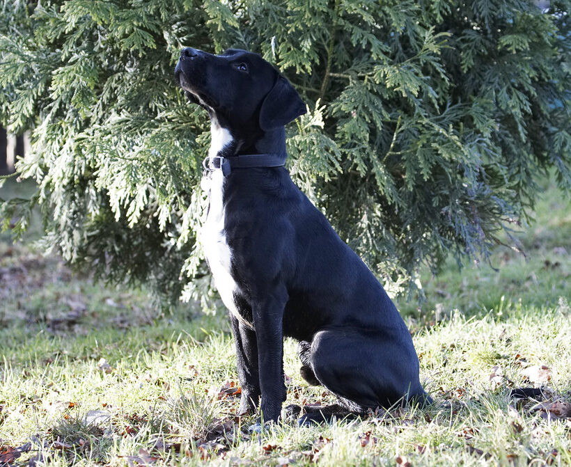 Christmas, Play, Playing, Playtime, Sit, Sitting, Spaniels, Springer Spaniel, Staffordshire Bull Terrier, Sunshine, Terriers, Tree