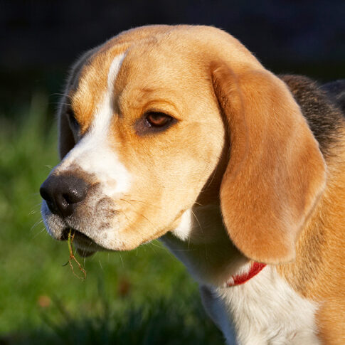 Archie, Beagle, Dog, Dogs, Head, Play, Playing, Playtime, Portrait, Pose, Posing