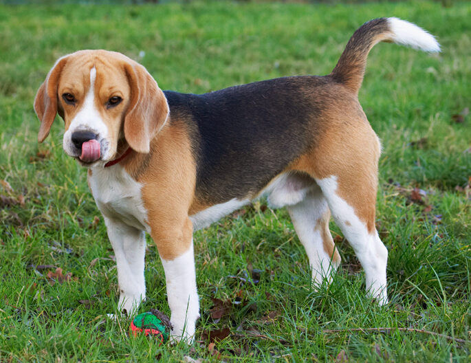Archie, Ball, Beagle, Dog, Dogs, Play, Playing, Playtime, Stand, Standing, Tongue