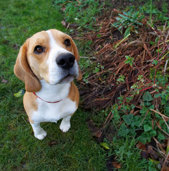 Archie, Beagle, Dog, Dogs, Play, Playing, Playtime, Sit, Sitting