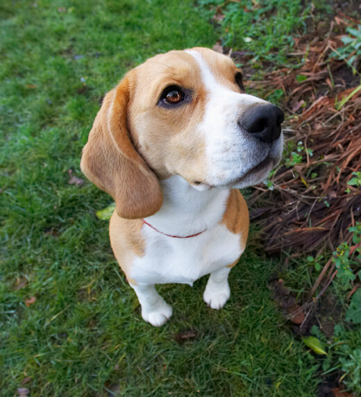 Archie, Beagle, Dog, Dogs, Play, Playing, Playtime, Sit, Sitting