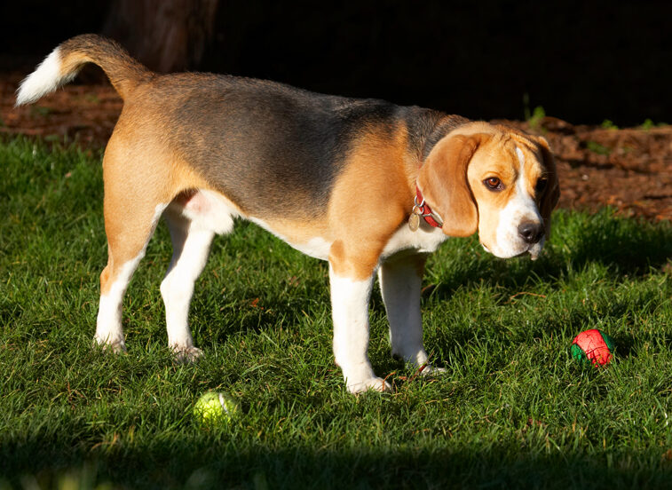 Archie, Ball, Balls, Beagle, Dog, Dogs, Play, Playing, Playtime, Stand, Standing