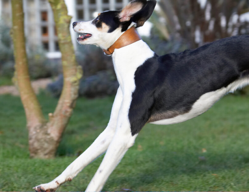 Dog, Dogs, Lurcher, Murphy, Play, Playing, Playtime, Run, Running