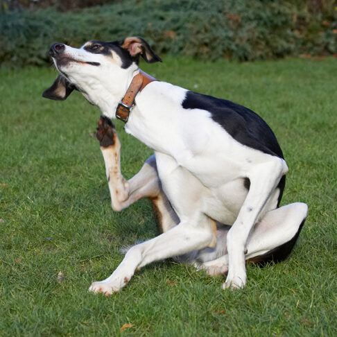 Dog, Dogs, Lurcher, Murphy, Play, Playing, Playtime, Scratch, Scratching