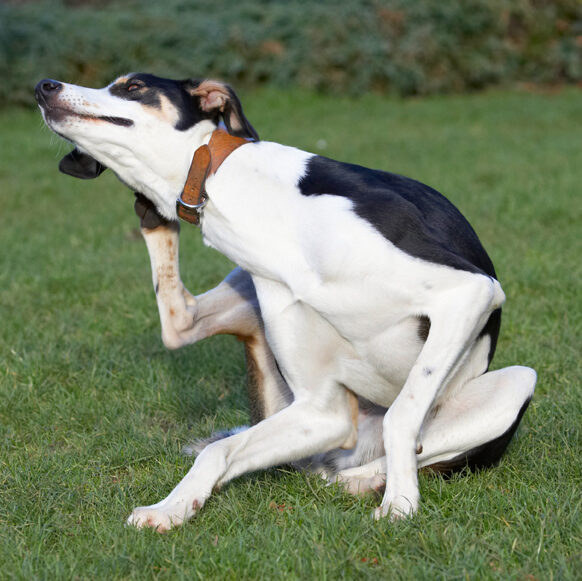 Dog, Dogs, Lurcher, Murphy, Play, Playing, Playtime, Scratch, Scratching
