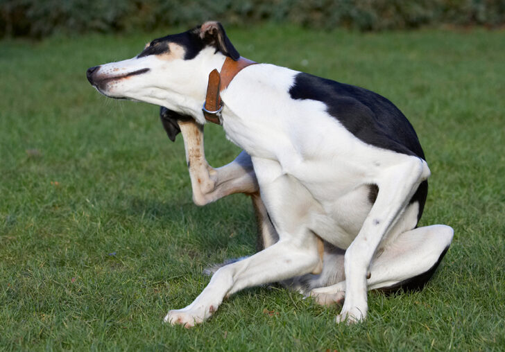 Dog, Dogs, Lurcher, Murphy, Play, Playing, Playtime, Scratch, Scratching