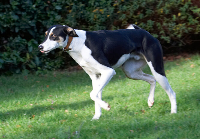 Dog, Dogs, Lurcher, Murphy, Play, Playing, Playtime