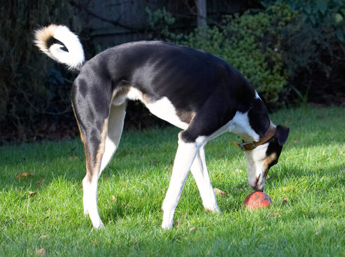Ball, Dog, Dogs, Lurcher, Murphy, Play, Playing, Playtime