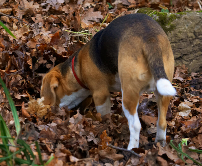 Archie, Beagle, Dog, Dogs, Play, Playing, Playtime