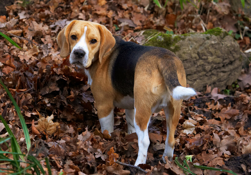 Archie, Beagle, Dog, Dogs, Play, Playing, Playtime
