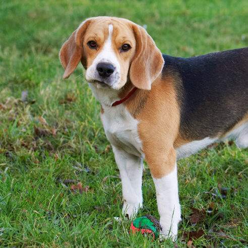 Archie, Beagle, Dog, Dogs, Face, Funny, Play, Playing, Playtime, Stand, Standing