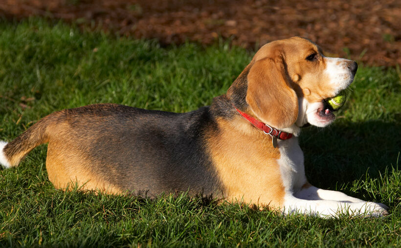 Archie, Ball, Beagle, Dog, Dogs, Lying, Play, Playing, Playtime, Rest, Resting