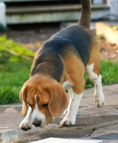 Archie, Beagle, Dog, Dogs, Play, Playing, Playtime, Sniff, Sniffing