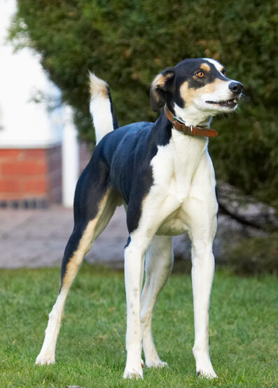 Dog, Dogs, Lurcher, Murphy, Play, Playing, Playtime, Stand, Standing