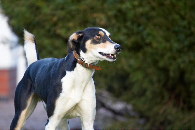 Dog, Dogs, Lurcher, Murphy, Play, Playing, Playtime