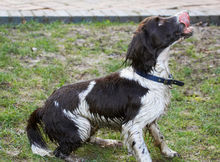 Alfie, Dog, Dogs, Play, Playing, Playtime, Sit, Sitting, Spaniel, Spaniels, Springer, Tongue