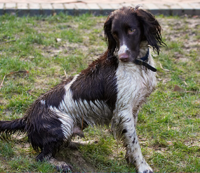 Alfie, Dog, Dogs, Play, Playing, Playtime, Sit, Sitting, Spaniel, Spaniels, Springer