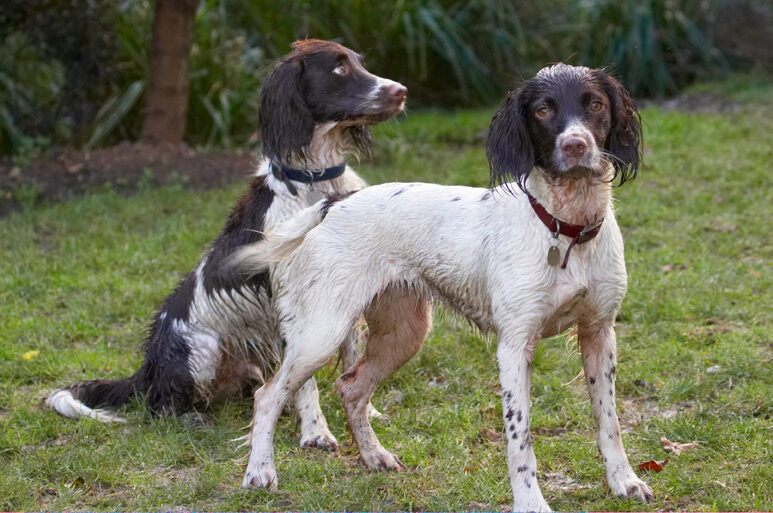 Alfie, Best, Dog, Dogs, Friends, Molly, Play, Playing, Playtime, Spaniel, Spaniels, Springer