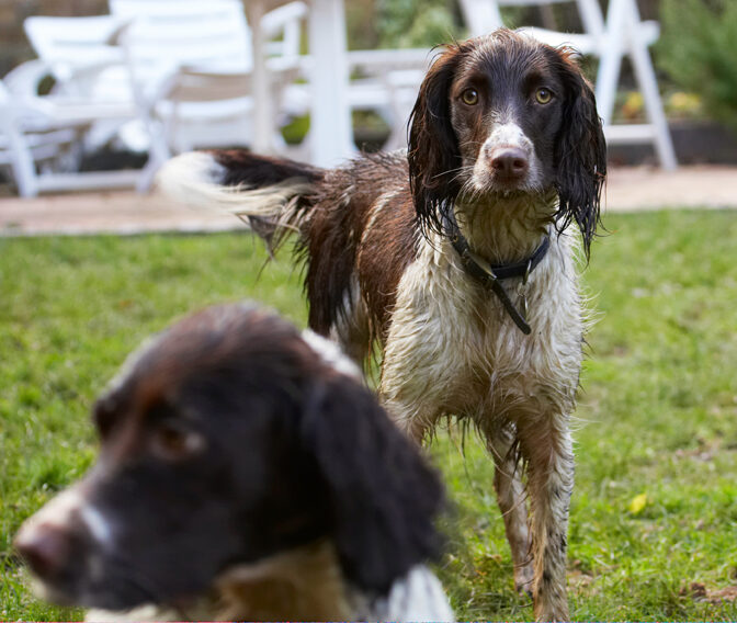 Alfie, Dog, Dogs, Molly, Play, Playing, Playtime, Spaniel, Spaniels, Springer