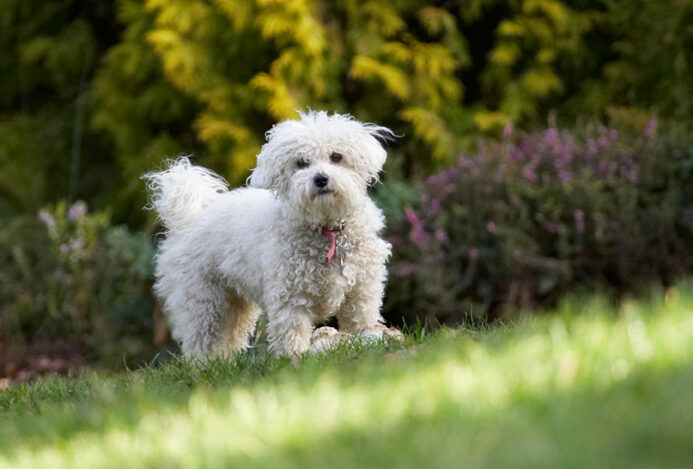 Bolognese, Dog, Dogs, Lulu, Play, Playing, Playtime