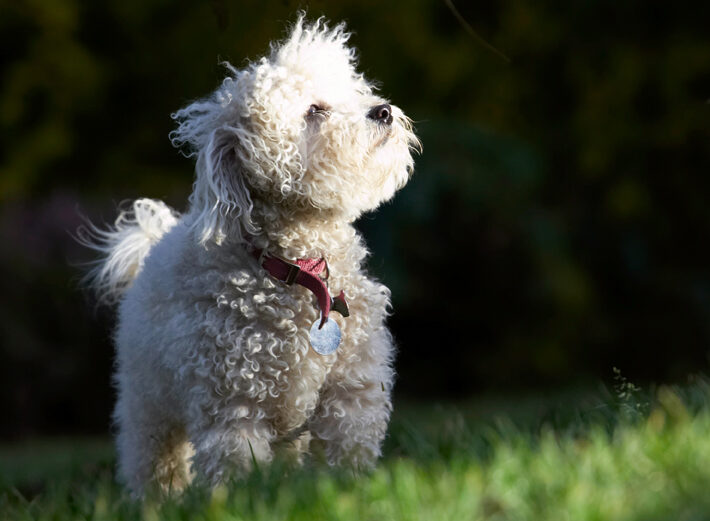 Bolognese, Dog, Dogs, Lulu, Oscar, Play, Playing, Playtime, Stand, Standing