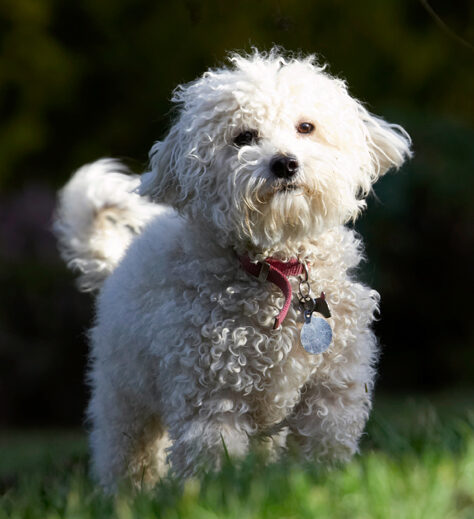 Bolognese, Dog, Dogs, Lulu, Play, Playing, Playtime, Stand, Standing