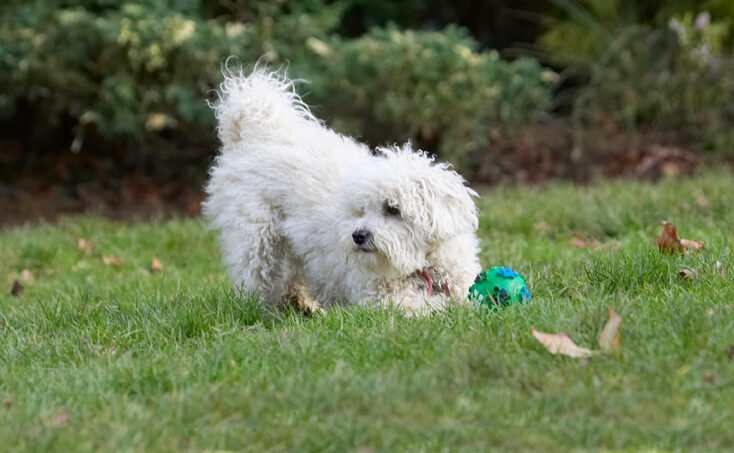 Ball, Bolognese, Dog, Dogs, Lulu, Play, Playing, Playtime