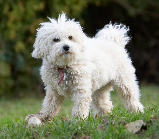 Ball, Bolognese, Dog, Dogs, Lulu, Play, Playing, Playtime