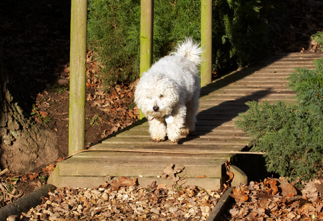 Bolognese, Bridge, Dog, Dogs, Lulu, Play, Playing, Playtime