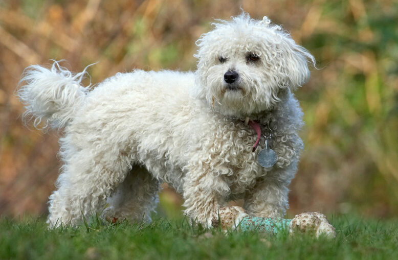 Bolognese, Bone, Dog, Dogs, Lulu, Play, Playing, Playtime, Stand, Standing