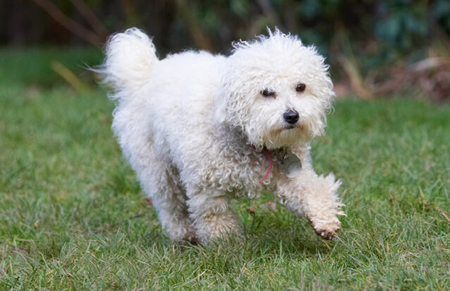 Bolognese, Dog, Dogs, Lulu, Play, Playing, Playtime, Run, Running