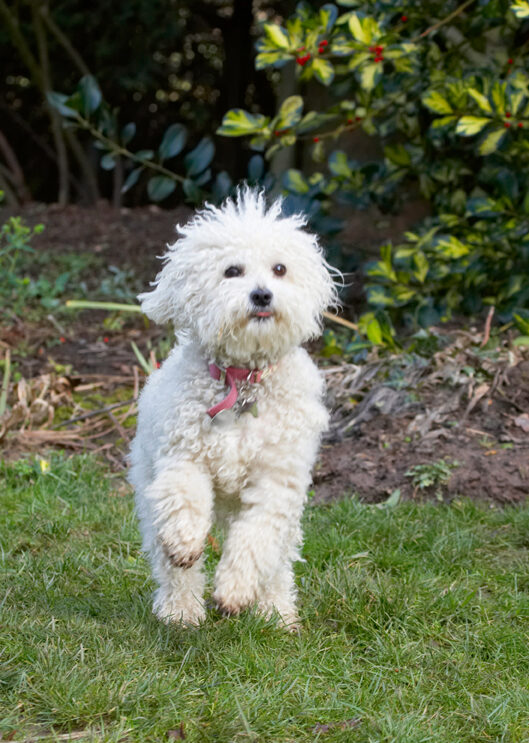 Bolognese, Dog, Dogs, Lulu, Play, Playing, Playtime