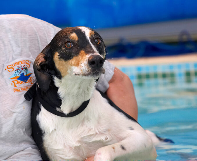 Dog, Dogs, Lurcher, Murphy, Play, Playing, Playtime, Pool, Swim, Swimming