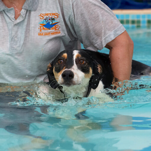 Dog, Dogs, Lurcher, Murphy, Play, Playing, Playtime, Pool, Swim, Swimming