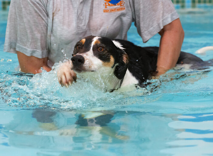 Dog, Dogs, Lurcher, Murphy, Play, Playing, Playtime, Pool, Swim, Swimming