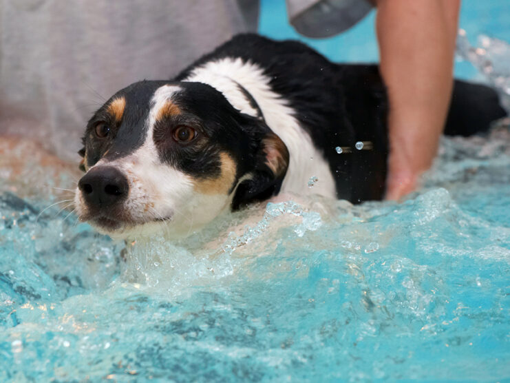 Dog, Dogs, Lurcher, Murphy, Play, Playing, Playtime, Pool, Swim, Swimming