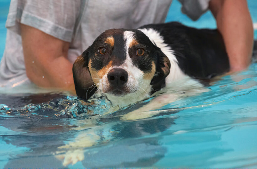 Dog, Dogs, Lurcher, Murphy, Play, Playing, Playtime, Pool, Swim, Swimming