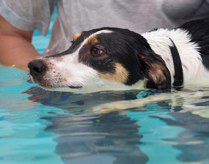 Dog, Dogs, Lurcher, Murphy, Play, Playing, Playtime, Pool, Swim, Swimming