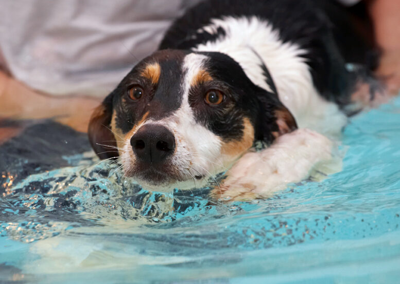 Dog, Dogs, Lurcher, Murphy, Play, Playing, Playtime, Pool, Swim, Swimming