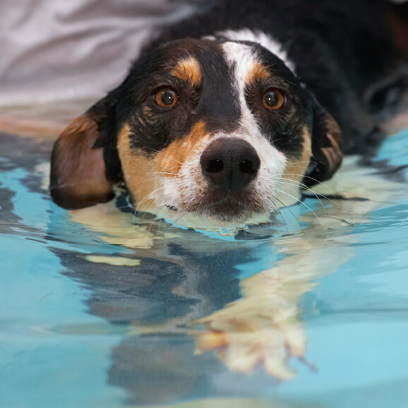 Dog, Dogs, Lurcher, Murphy, Play, Playing, Playtime, Pool, Swim, Swimming