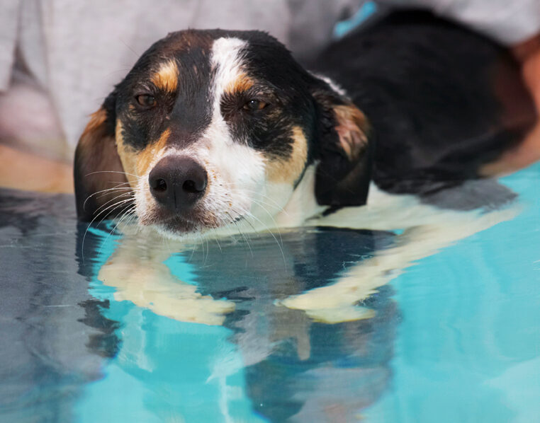 Dog, Dogs, Lurcher, Murphy, Play, Playing, Playtime, Pool, Swim, Swimming
