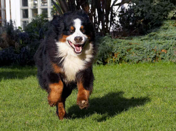 Bernese Mountain Dog, Digby, Dog, Dogs, Play, Playing, Playtime, Run, Running